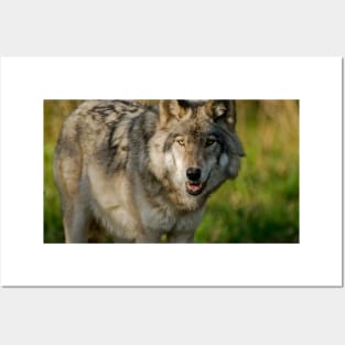 Timber Wolf Posters and Art